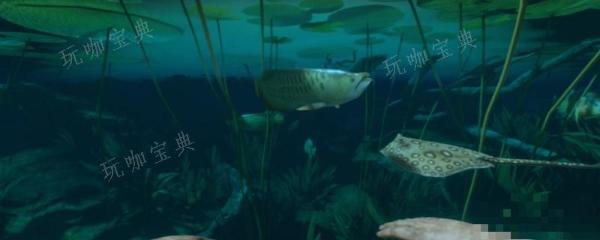 《绿色地狱》红蘑菇有什么用