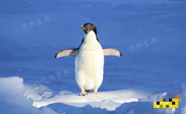 如龙8海洋生物博士答案是什么 海洋生物博士答案分享