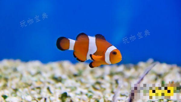 如龙8海洋生物博士答案是什么 海洋生物博士答案分享