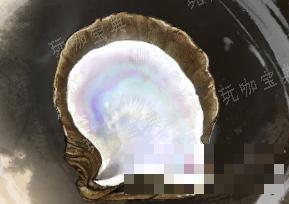 《古龙风云录》珠母贝介绍